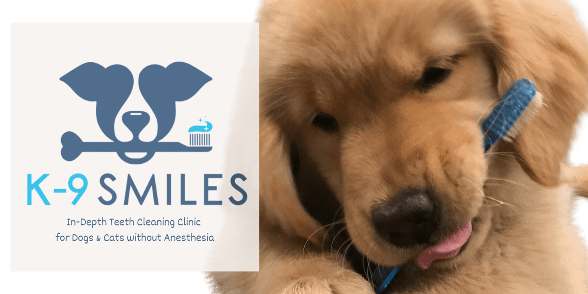 k9 Smiles Teeth Cleaning Clinic @ MoVET